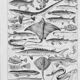 Old illustration Millot "Fish"