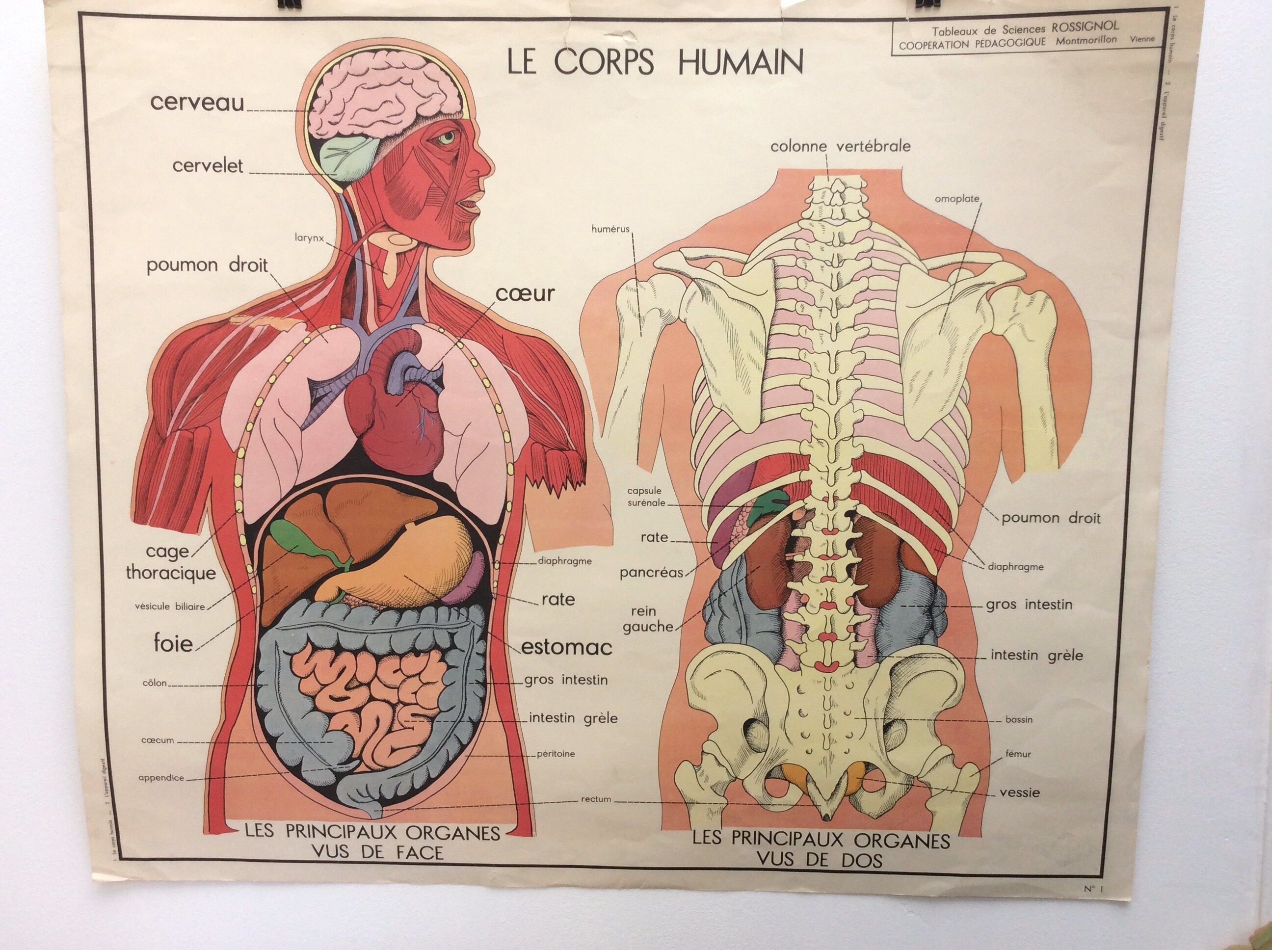 School anatomy poster (human body and digestive system)