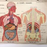 School anatomy poster (human body and digestive system)