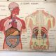 School anatomy poster (human body and digestive system)