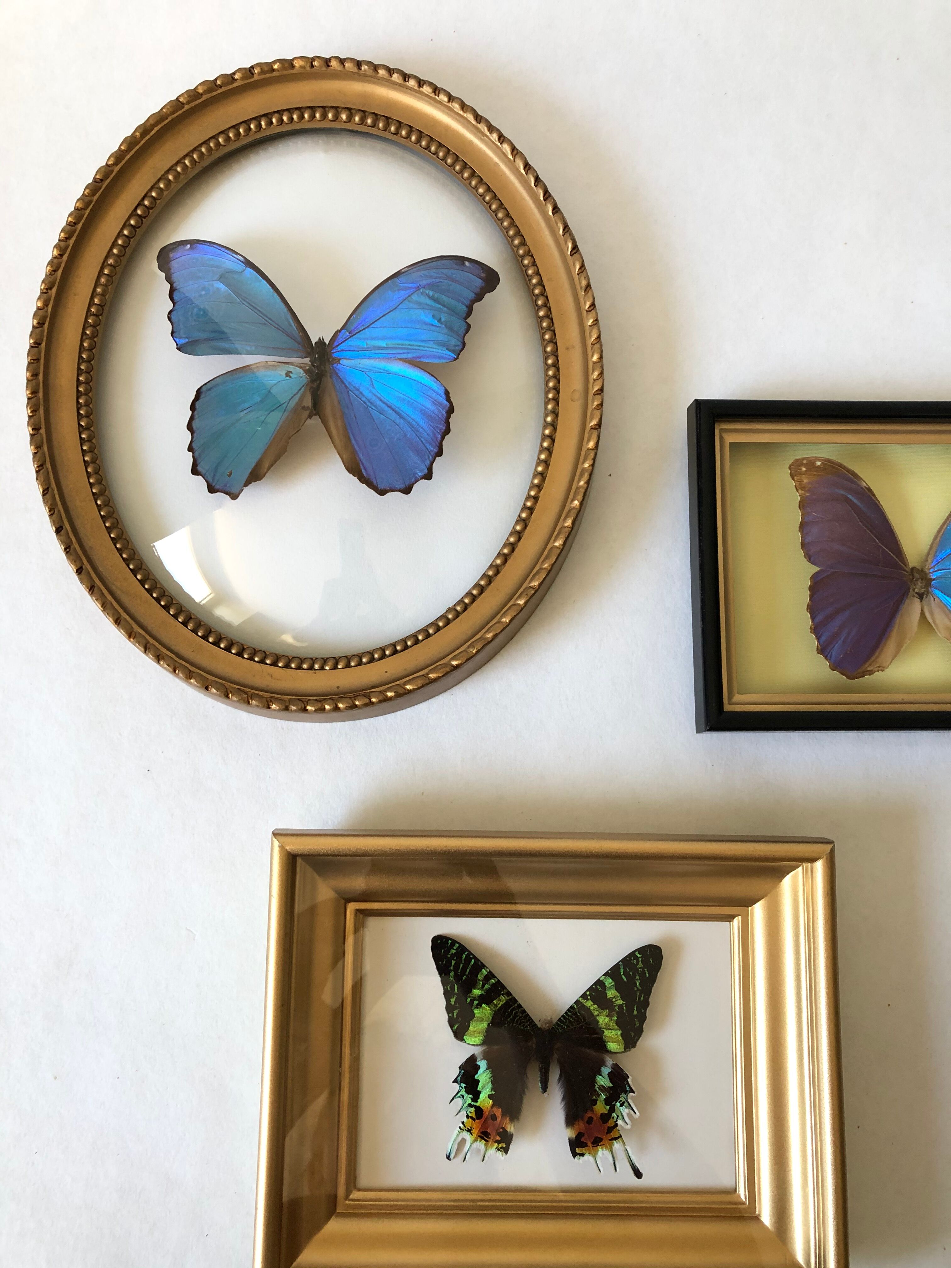 Naturalized butterfly oval bulging frame