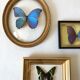 Naturalized butterfly oval bulging frame