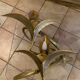 Pair sconces Isabelle Faure