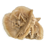 Large size sand rose
