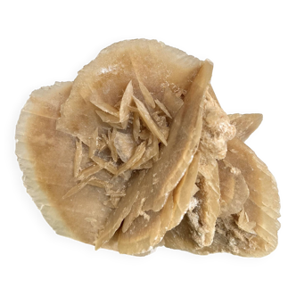 Large size sand rose