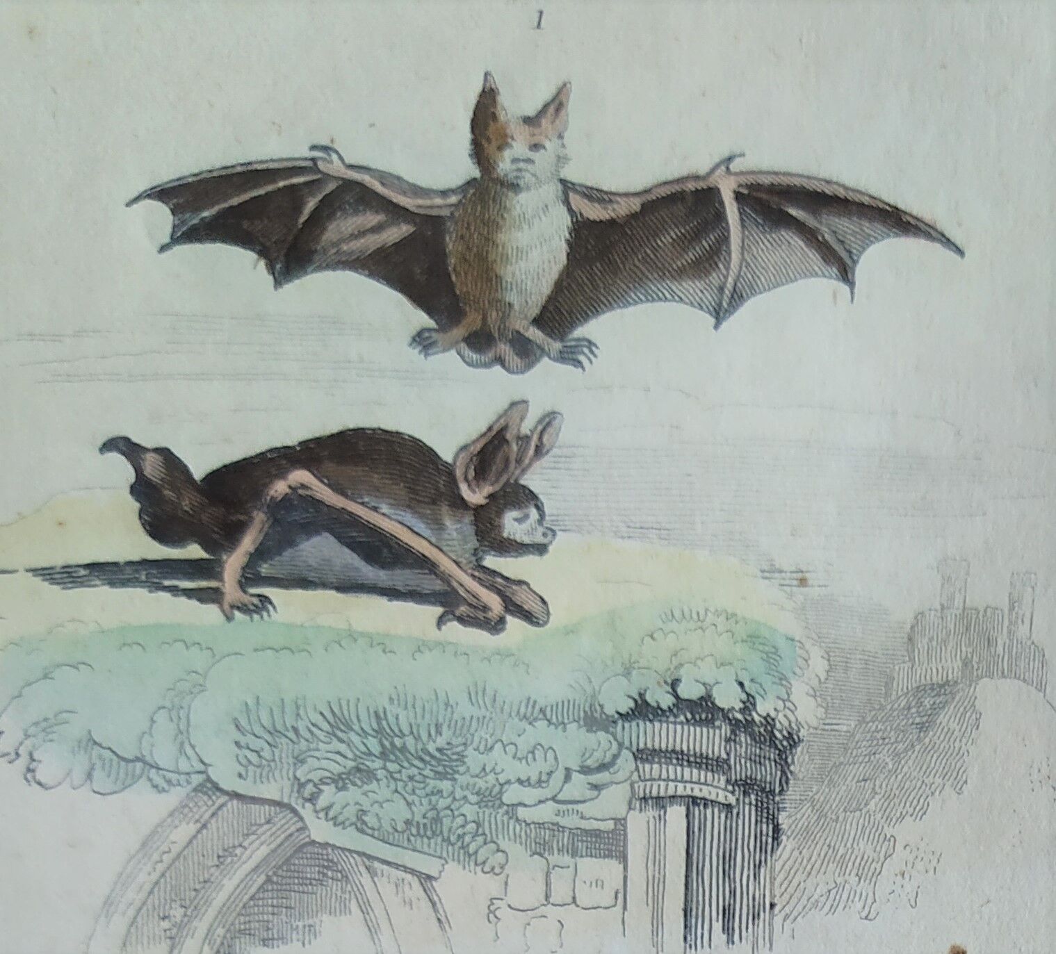 Planche Ornithologique originale " Chauve souris - Oreillard - &c... " Buffon 1836