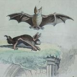 Planche Ornithologique originale " Chauve souris - Oreillard - &c... " Buffon 1836