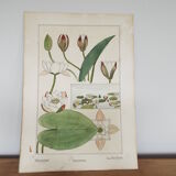 Water lily botanical board