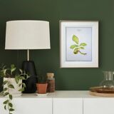 Printed in 1986, The Walnut Tree. Vintage Botanical