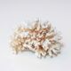 Branche de corail blanc années 70