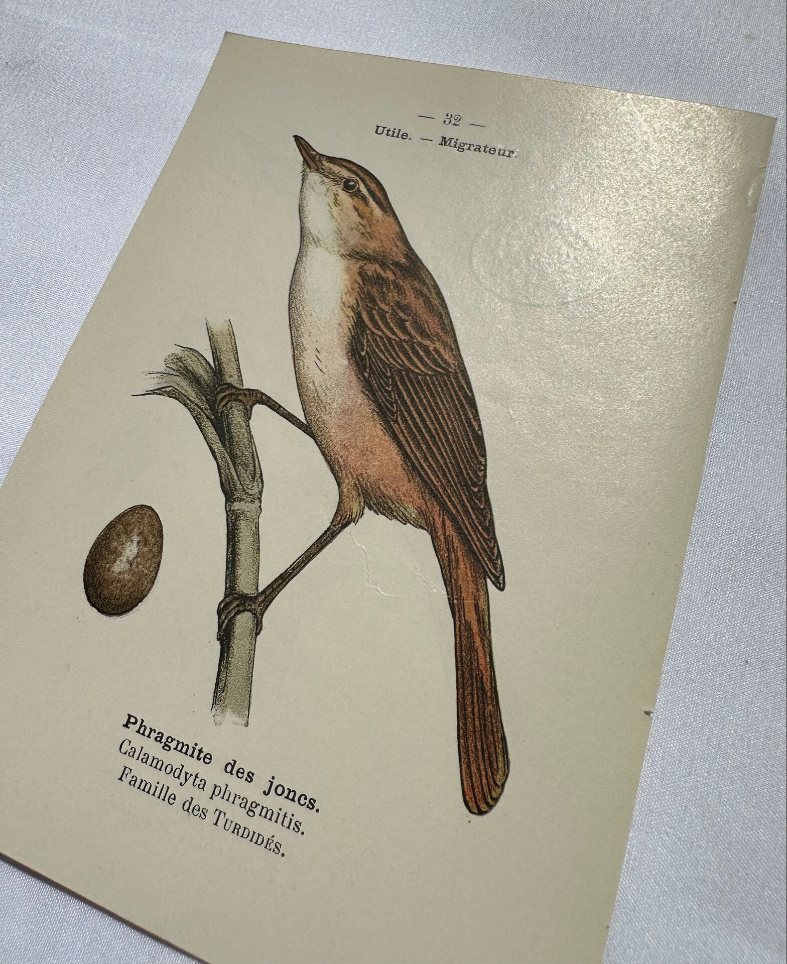 Planche Botanique Gravure oiseaux naturaliste  19eme recto verso  A