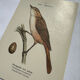 Planche Botanique Gravure oiseaux naturaliste  19eme recto verso  A