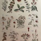 Set of 2 illustrated plates on digestive and aromatic plants of 1952