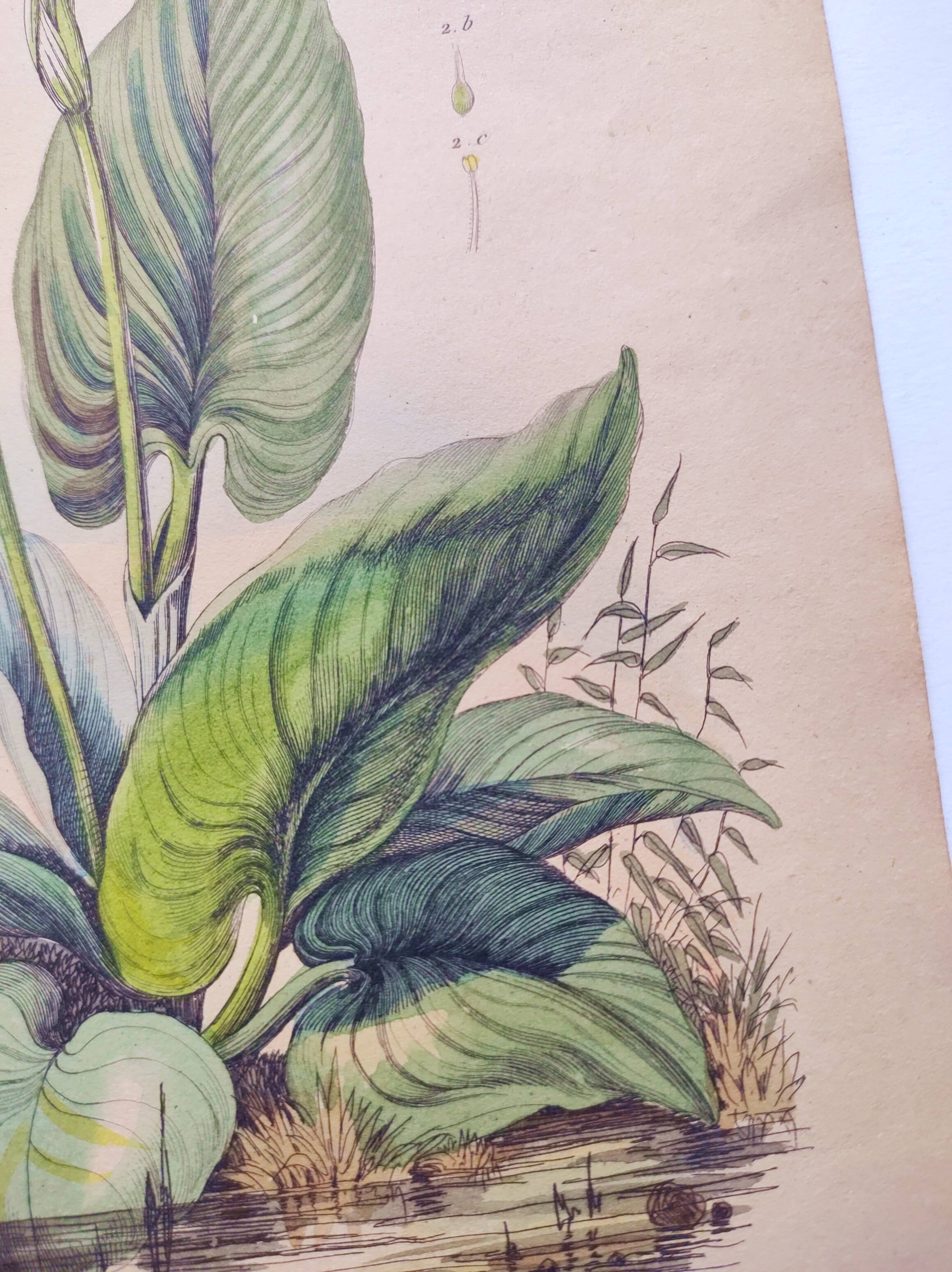 Botanical engraving from 1839 - Pontedera - Old hand-colored plate.
