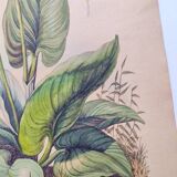 Gravure botaniquede 1839 -Pontédérie- Planche ancienne coloriée à la main .
