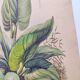 Botanical engraving from 1839 - Pontedera - Old hand-colored plate.