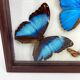 Naturalized butterfly frame
