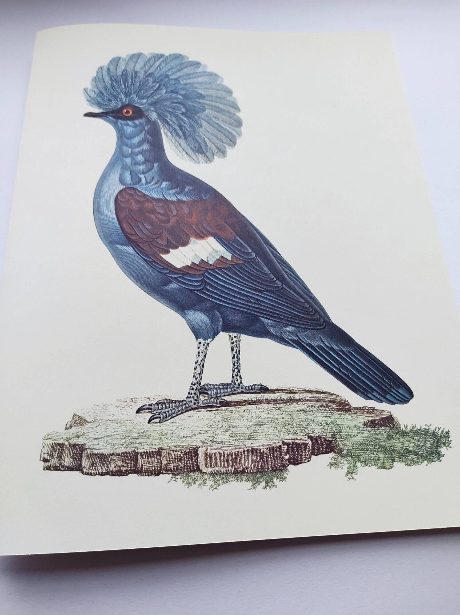 Old plate - Crowned Goura - Vintage zoological and ornithological illustration from 1970 - Bird