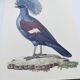 Old plate - Crowned Goura - Vintage zoological and ornithological illustration from 1970 - Bird