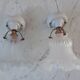Pair of tulip sconces on inclined support 50s