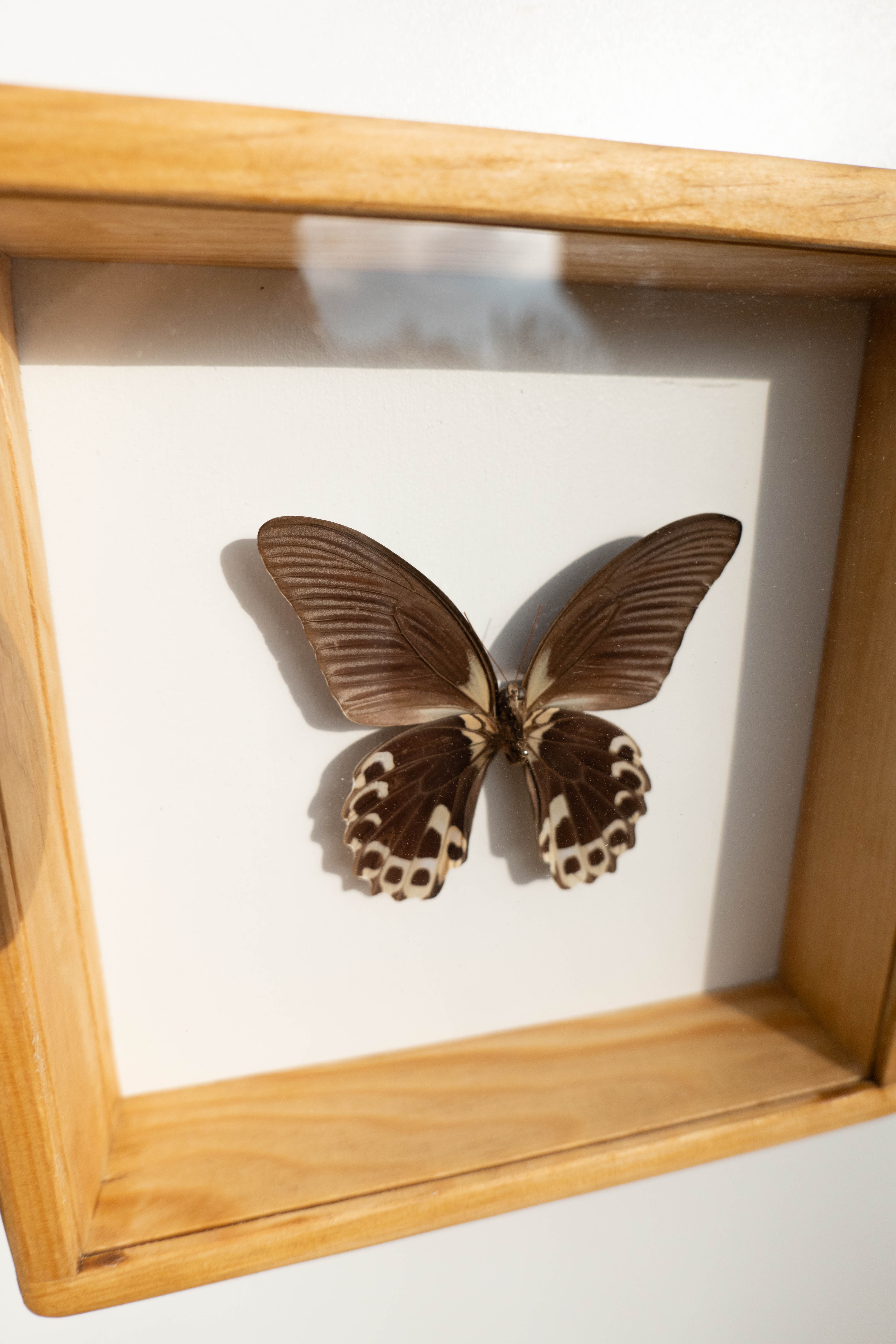 Papillon naturalisé