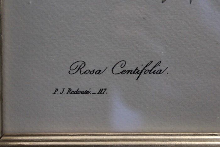 Botanical board framed PJ Dreaded