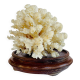 Corail