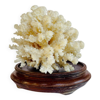 Coral