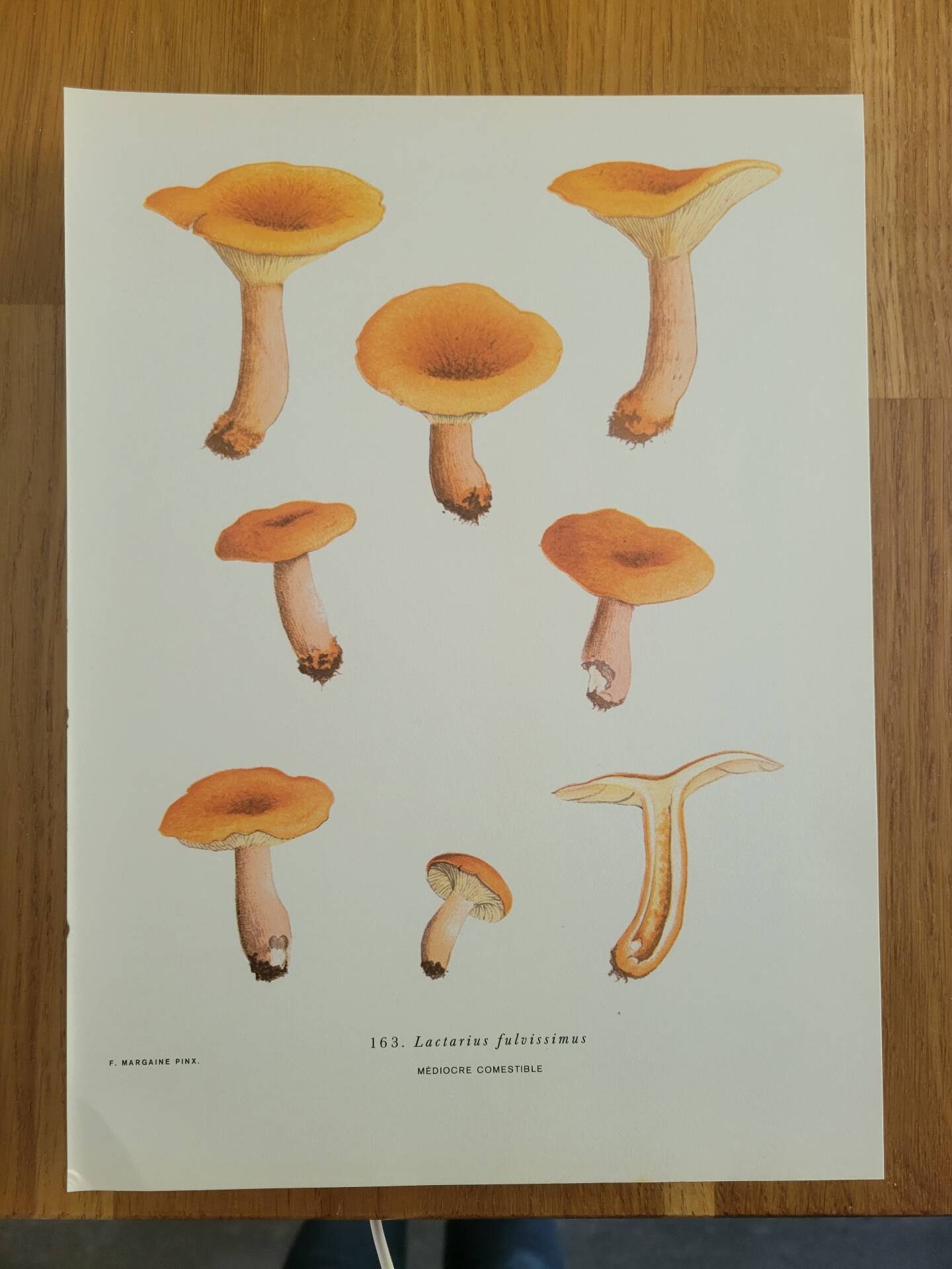 Botanical plate mushroom, 1960