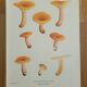 Botanical plate mushroom, 1960