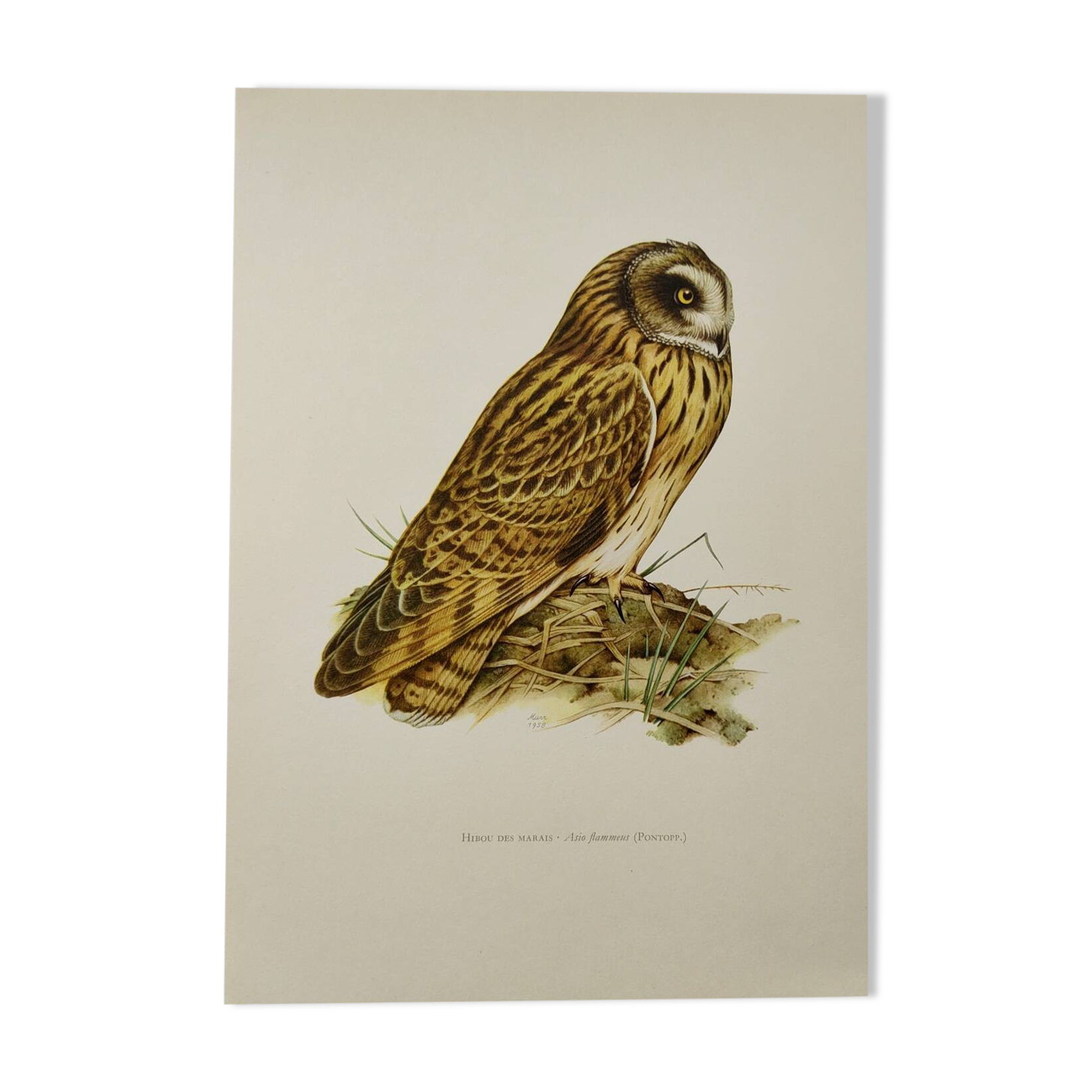 Bird board 1960s - Short-eared Owl - Vintage zoological and ornithological illustration
