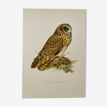Bird board 1960s - Short-eared Owl - Vintage zoological and ornithological illustration