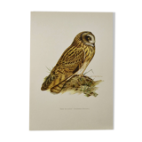 Planche oiseaux Années 1960 - Hibou des Marais - Illustration zoologique et ornithologique vintage