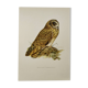 Bird board 1960s - Short-eared Owl - Vintage zoological and ornithological illustration