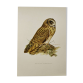 Planche oiseaux Années 1960 - Hibou des Marais - Illustration zoologique et ornithologique vintage