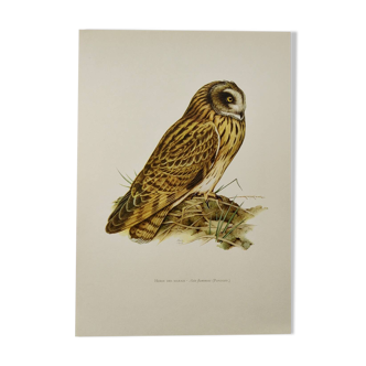 Planche oiseaux Années 1960 - Hibou des Marais - Illustration zoologique et ornithologique vintage
