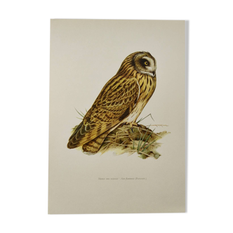 Bird board 1960s - Short-eared Owl - Vintage zoological and ornithological illustration