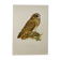 Bird board 1960s - Short-eared Owl - Vintage zoological and ornithological illustration