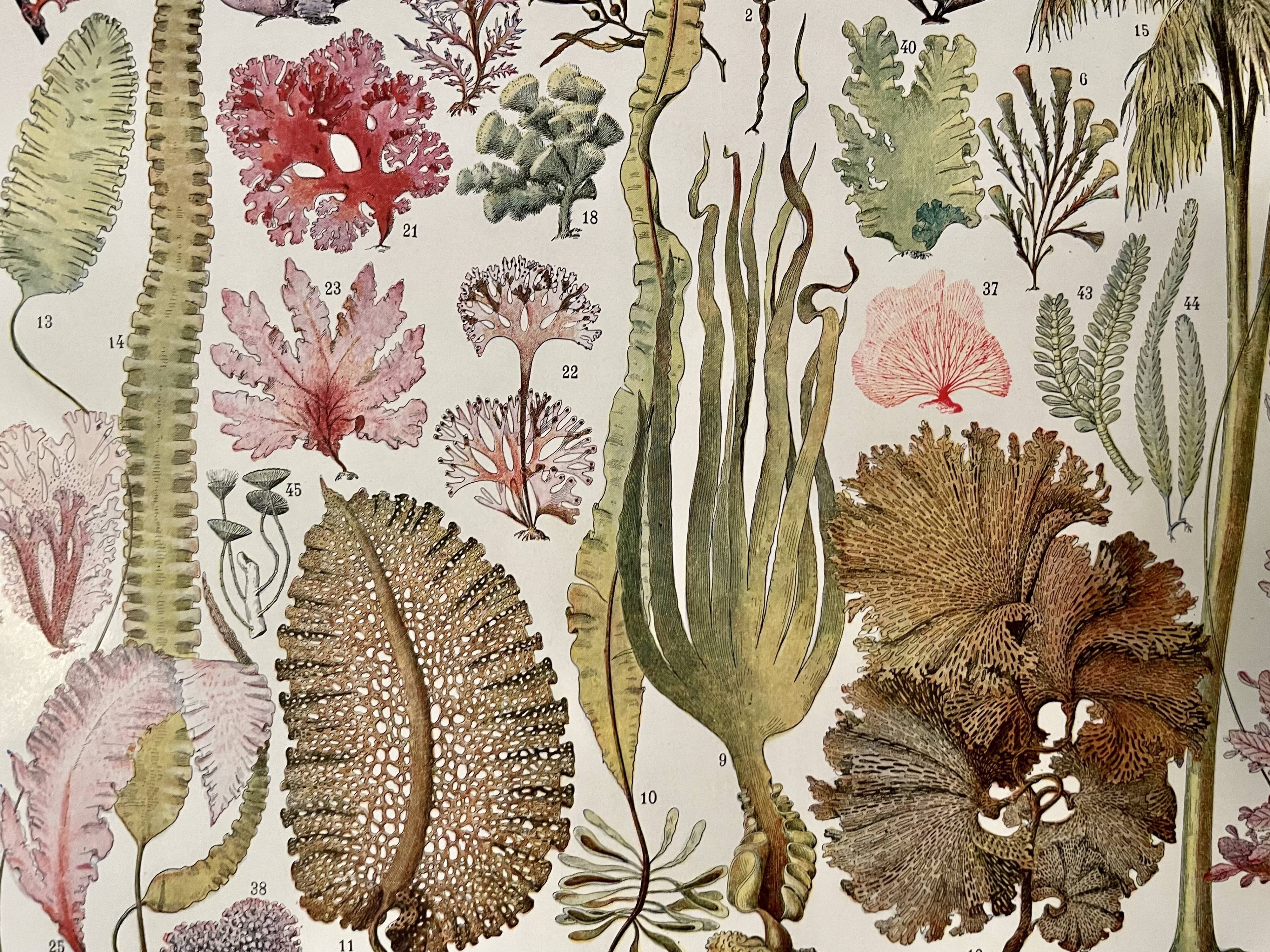 Lithograph on algae - 1930