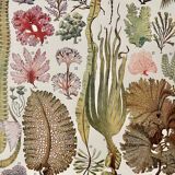 Lithograph on algae - 1930