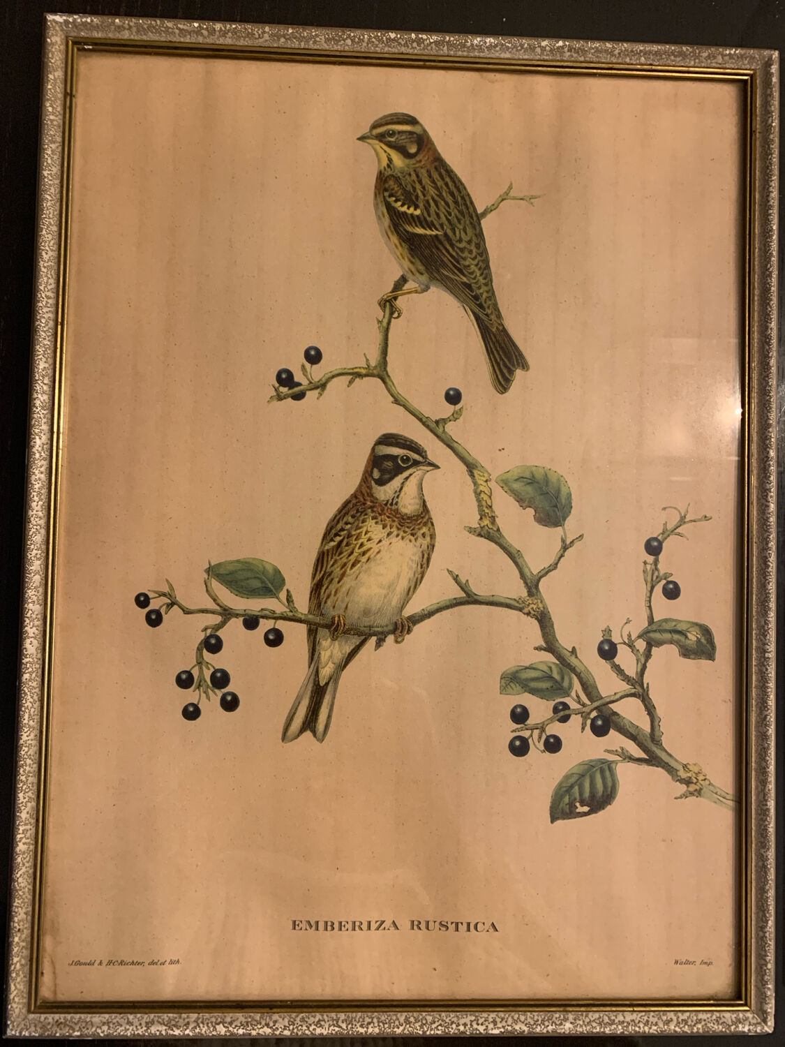 Lithograph J. Gould & W. Hart Del and lith