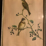 Lithograph J. Gould & W. Hart Del and lith