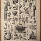 Lithographie gravure sur les nids de 1897