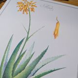 Printed in 1986, Aloe Vera.
