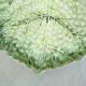 Flat cabbage leaf