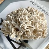 Corail ancien