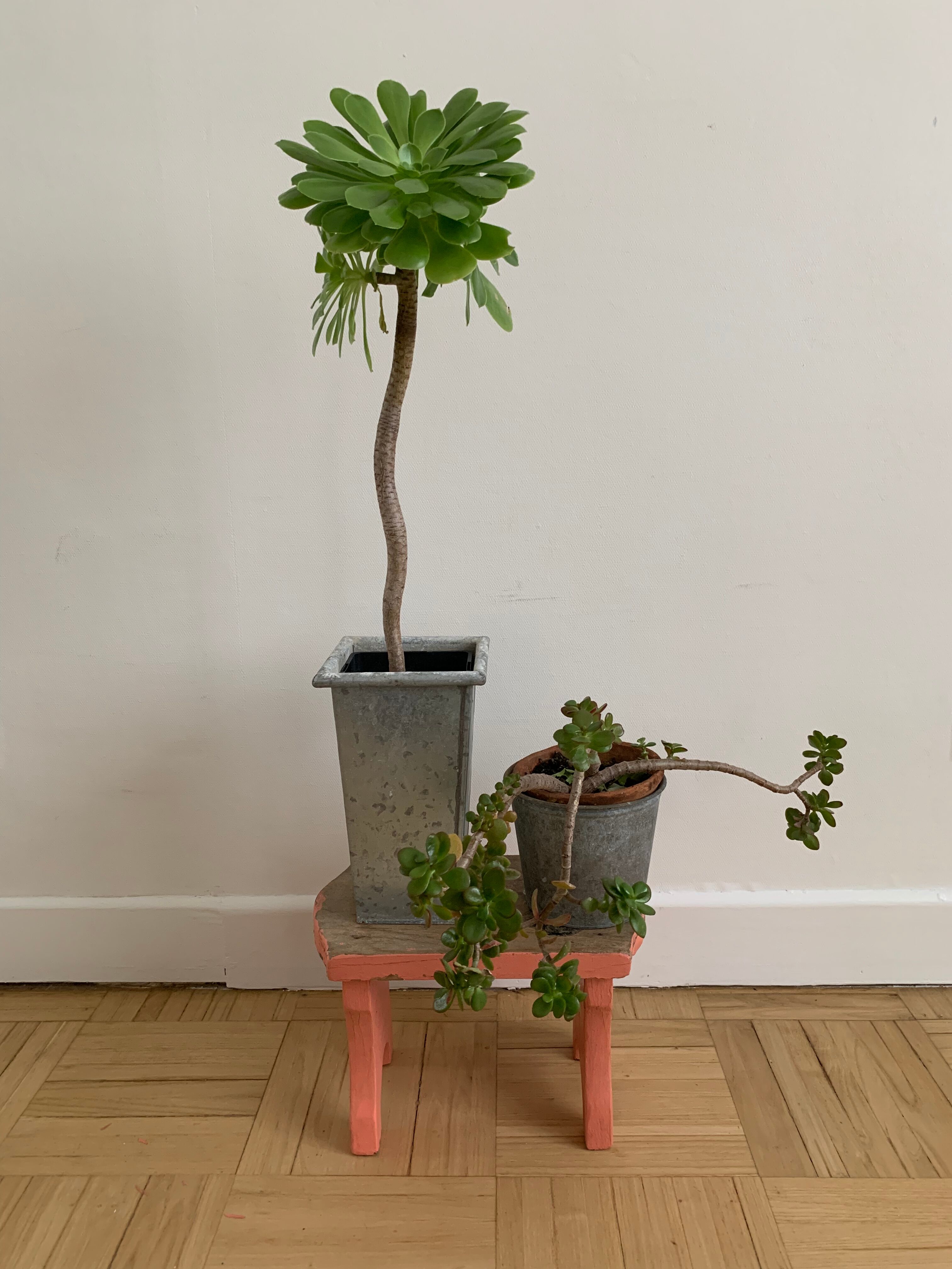 Small step foot in old wood