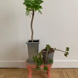 Small step foot in old wood