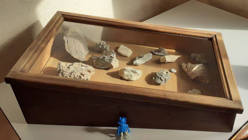 Old sloping pine display case