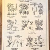 Affiche scolaire ancienne affiche botanique vintage